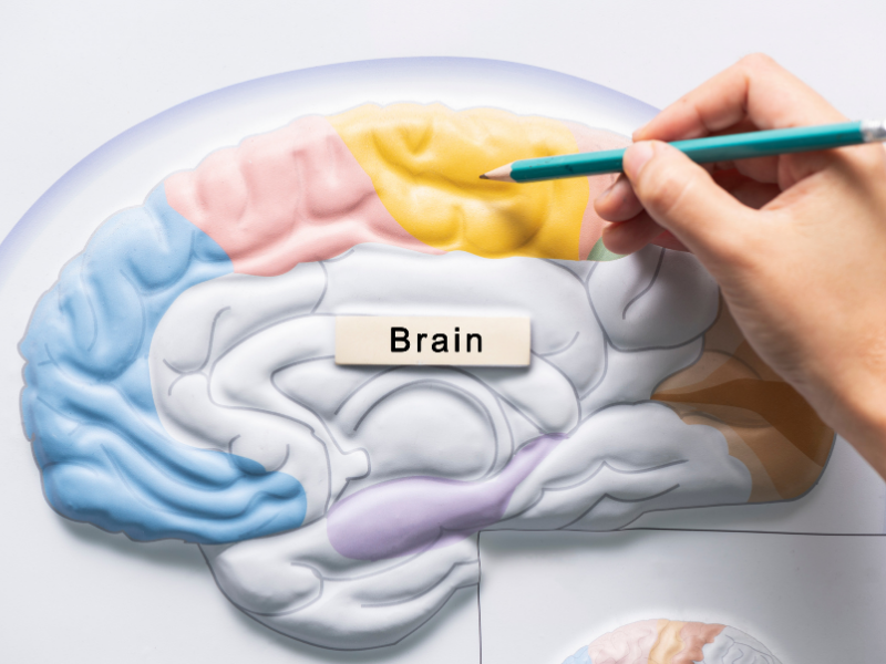 Die Anatomie des Gehirns